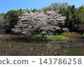 Cherry blossoms in full bloom and blue sky 143786258