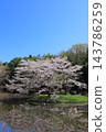 Cherry blossoms in full bloom and blue sky 143786259