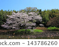 Cherry blossoms in full bloom and blue sky 143786260