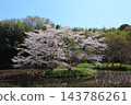 Cherry blossoms in full bloom and blue sky 143786261