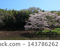 Cherry blossoms in full bloom and blue sky 143786262