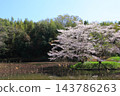 Cherry blossoms in full bloom and blue sky 143786263