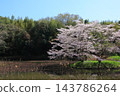 Cherry blossoms in full bloom and blue sky 143786264