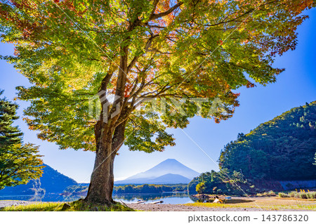 [Yamanashi Prefecture] Maple trees and Mt. Fuji on the shores of Lake Shoji, where the autumn leaves have begun to change color. 143786320
