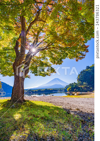 [Yamanashi Prefecture] Maple trees and Mt. Fuji on the shores of Lake Shoji, where the autumn leaves have begun to change color. 143786321