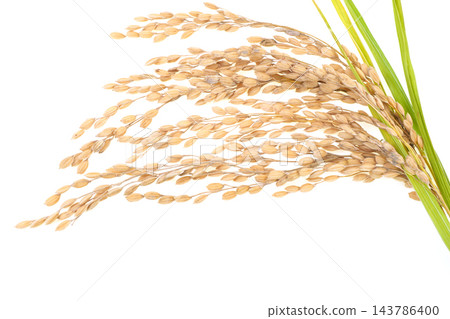 成熟的金穗稻穗 成熟的金穗稻穗 143786400