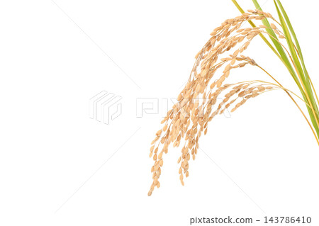 成熟的金穗稻穗 成熟的金穗稻穗 143786410