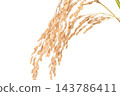 成熟的金穗稻穗 143786411