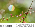 雨後的水引花 143787284