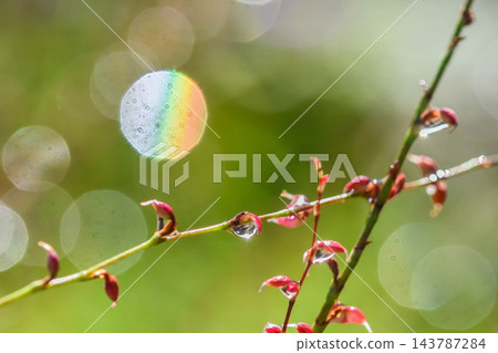 雨後的水引花 雨後的水引花 143787284