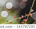 雨後的水引花 143787285