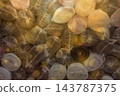 Colorful Textile Fabric Rolls Wrapped in Plastic 143787375