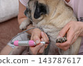 Dog grooming session with a pug in a cozy home setting, focusing on nail care and pampering moments 143787617