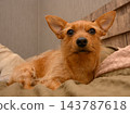 Cute ginger terrier dog resting in cozy indoor bed setting 143787618