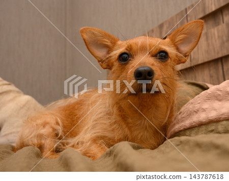 Cute ginger terrier dog resting in cozy indoor bed setting 143787618