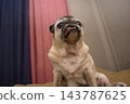 Cute senior pug dog sitting and showing funny expression 143787625