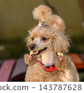 Adorable toy poodle dog with groomed topknot and playful expression 143787628