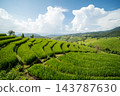 Beautiful Green Terraced Rice Fields with Blue Sky in Pa Bong Piang 143787630