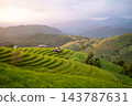 Green Terraced Rice Fields at Sunset in Pa Bong Piang 143787631