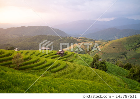 Green Terraced Rice Fields at Sunset in Pa Bong Piang Green Terraced Rice Fields at Sunset in Pa Bong Piang 143787631