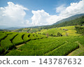 Green Terraced Rice Fields and Blue Sky at Pa Bong Piang 143787632