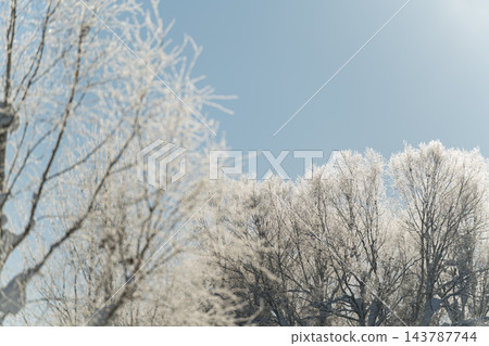 樹梢覆滿霜花,在逆光下閃閃發光,映襯著藍天。 樹梢覆滿霜花,在逆光下閃閃發光,映襯著藍天。 143787744