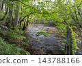 A spring-fed stream flows through the beech forest of Shishigahana Marshland. 143788166