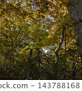 The autumn foliage of the trees and trunks on Mt. Yakeishi 143788168