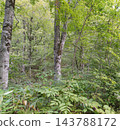 Tree trunks and ferns standing on the green forest floor 143788172