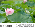 Pink lotus flowers blooming beyond large green lotus leaves in Shinobazu Pond in August. 143788558