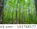 A gentle rain falls over Bijinbayashi Forest [Tokamachi City] 143788577