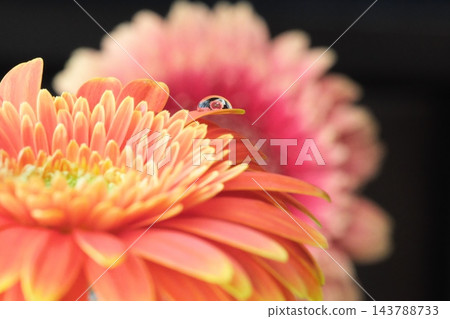 波點圖案中倒映著非洲菊。 143788733