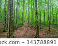 A gentle rain falls over Bijinbayashi Forest [Tokamachi City] 143788891