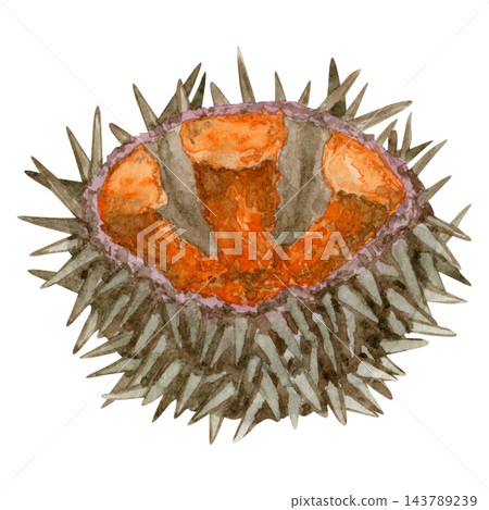 Watercolor illustration of open sea urchin with orange roe, isolated on white background. Hand painted artwork of gourmet seafood delicacy. Detailed illustration of marine life for restaurant menu, 143789239