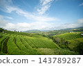 Panoramic View of Green Terraced Rice Fields at Pa Bong Piang 143789287