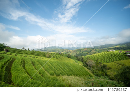 Panoramic View of Green Terraced Rice Fields at Pa Bong Piang Panoramic View of Green Terraced Rice Fields at Pa Bong Piang 143789287