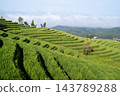 Green Terraced Rice Fields with Sea of Fog at Pa Bong Piang 143789288