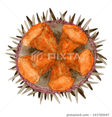 Watercolor illustration of open sea urchin with orange roe, top view isolated on white background. Hand painted artwork of gourmet seafood delicacy. Detailed illustration of marine life for restaurant Watercolor illustration of open sea urchin with orange roe, top view isolated on white background. Hand painted artwork of gourmet seafood delicacy. Detailed illustration of marine life for restaurant 143789447