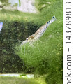 水族箱裡的綠藻和透明的大和蝦 143789813