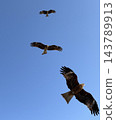 Three kites soaring high in the sky 143789913