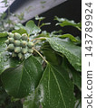 Green berries of the Japanese laurel after the rain 143789924