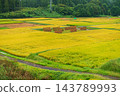 [Uonuma-grown Koshihikari rice] Rice drying racks and golden rice fields [Tsunan Town, Nakauonuma District] 143789993