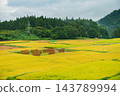 [Uonuma-grown Koshihikari rice] Rice drying racks and golden rice fields [Tsunan Town, Nakauonuma District] 143789994