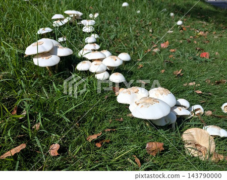 公園草地上成簇生長著大型白色有毒蘑菇,學名是*Macrolepiota procera*。 公園草地上成簇生長著大型白色有毒蘑菇,學名是*Macrolepiota procera*。 143790000