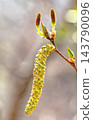 日本榿木的花（上：雌花；下：雄花） 143790096