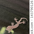 A gecko clinging to a foot with its toes spread apart. 143790126