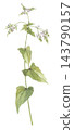 Buckwheat flowers painted in watercolor 143790157