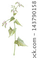 Buckwheat flowers painted in watercolor 143790158