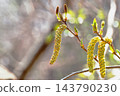 日本榿木的花（上：雌花；下：雄花） 143790230