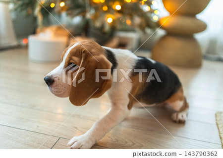 Funny cute puppy dog beagle playing near Christmas tree at home indoor. Preparation for holiday. Pet dog resting at home with Christmas decorations. Happy Merry Christmas concept Funny cute puppy dog beagle playing near Christmas tree at home indoor. Preparation for holiday. Pet dog resting at home with Christmas decorations. Happy Merry Christmas concept 143790362